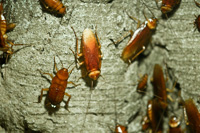 Cockroaches